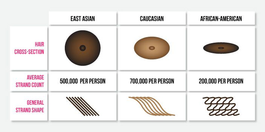 hair cross-sections